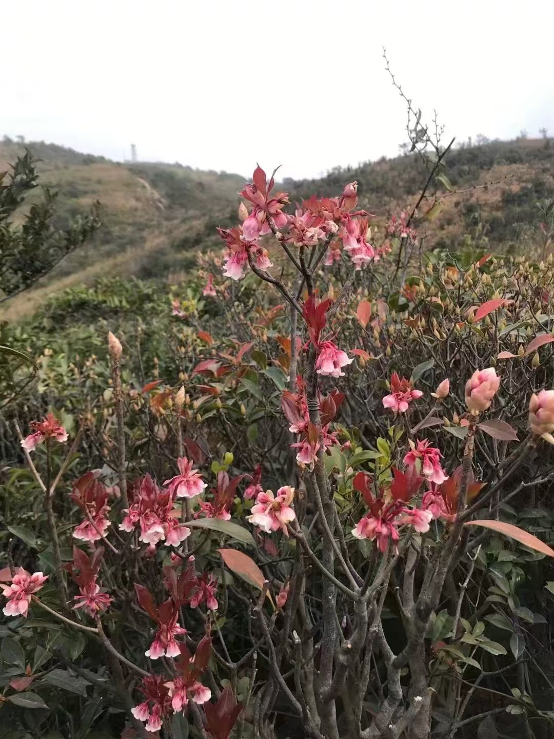 1768357247252004793.jpg 9c813e44cd6605b1c28aa4ace11c2816.jpg