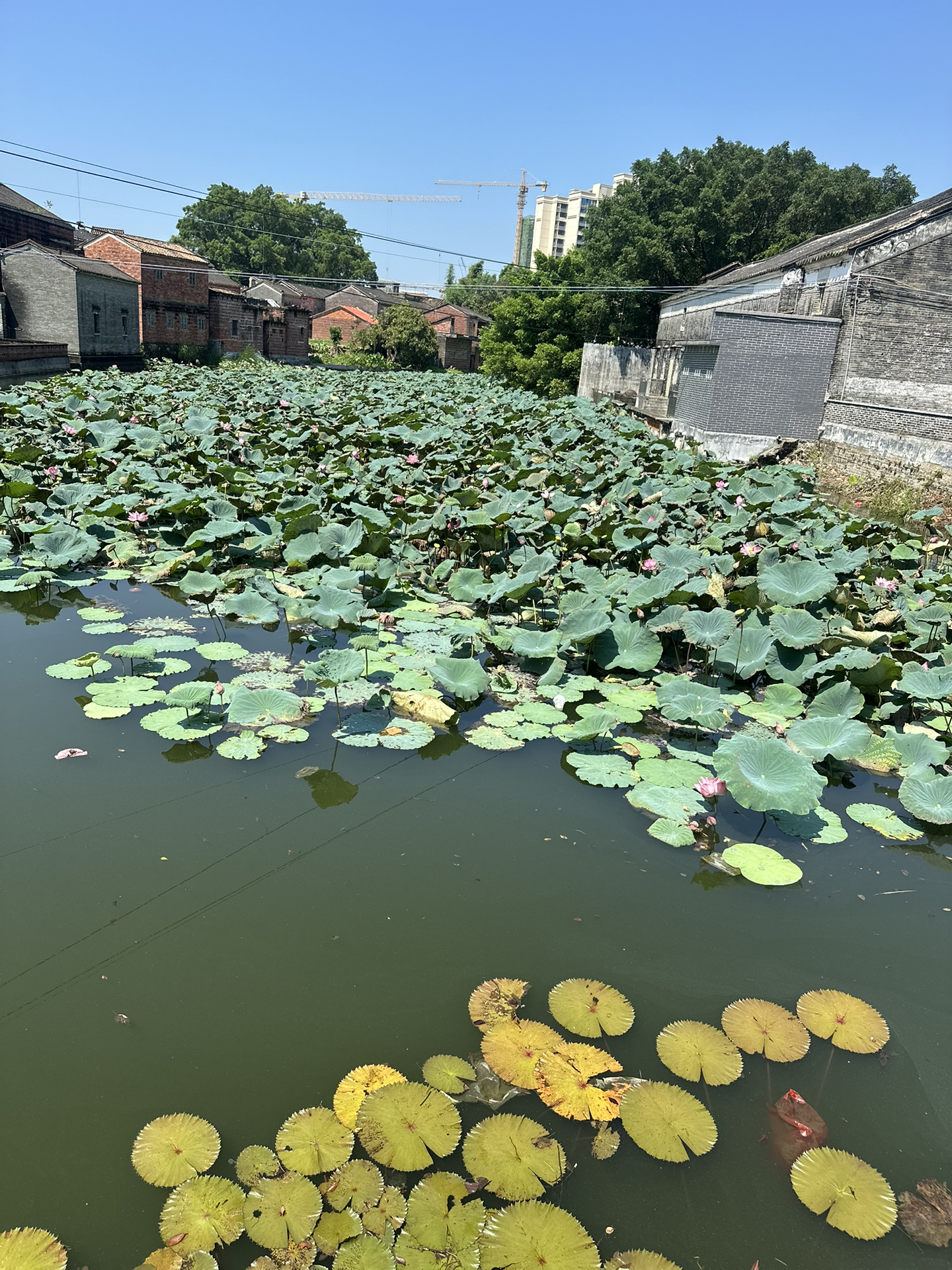 1771046515855023634.jpg i-d2pypNNvHySGU_W9eGowc6d55ffb612a851b92b797f7159cb4da.jpg